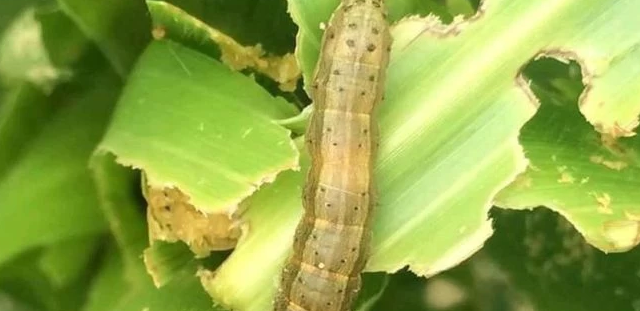 Kajiado County Moves To Tame African Armyworms